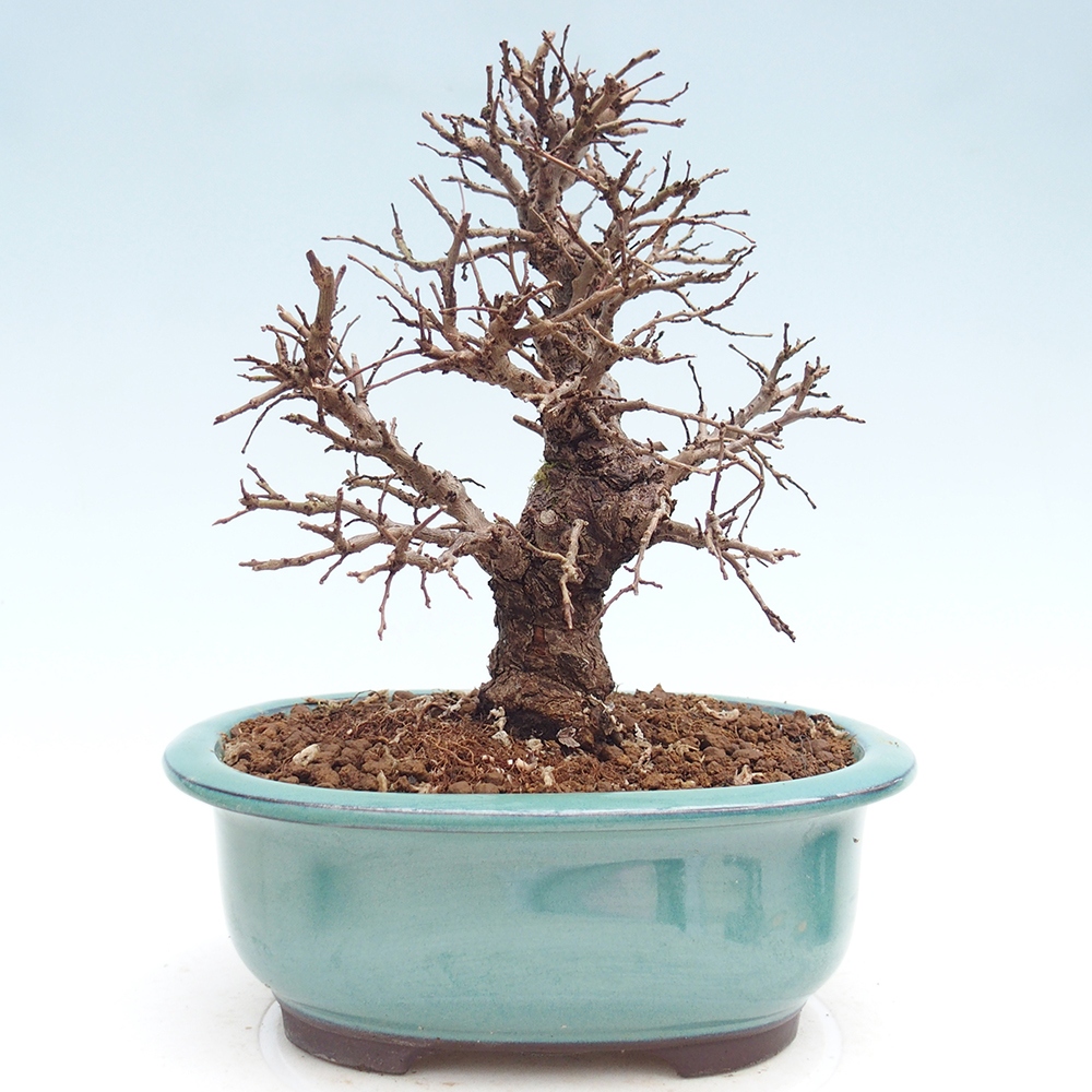 Bonsai da esterno - Zelkova - Zelkova NIRE