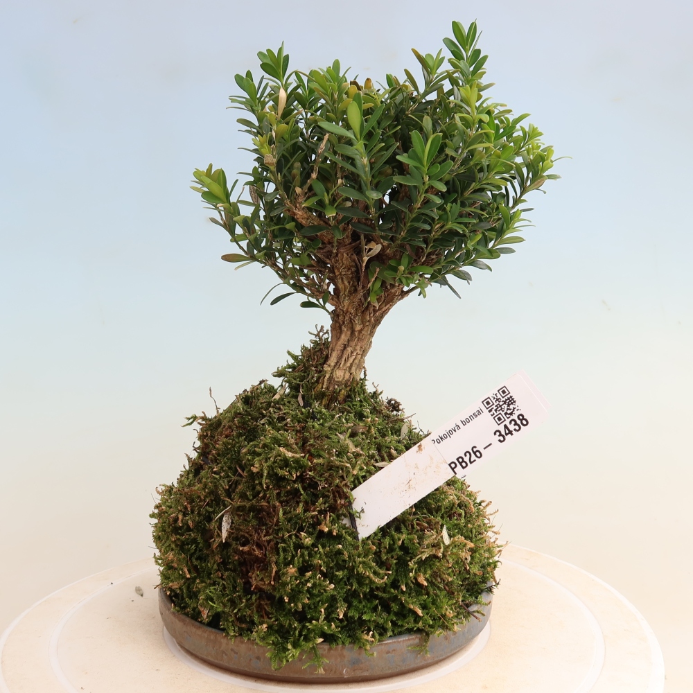 Kokedama con sottovaso - Buxus harlandii - bosso di sughero  