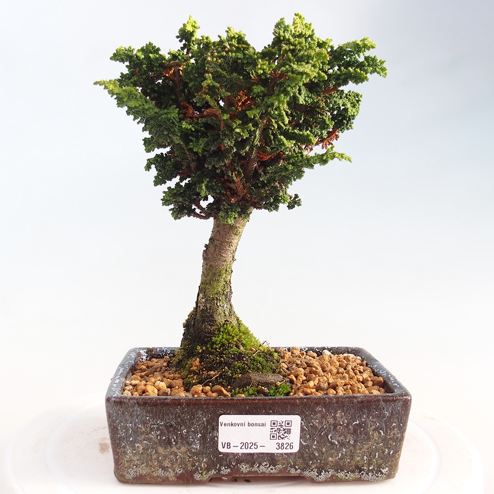 Bonsai da esterno - Cham. obtusa SEKKA HINOKI - Cipresso