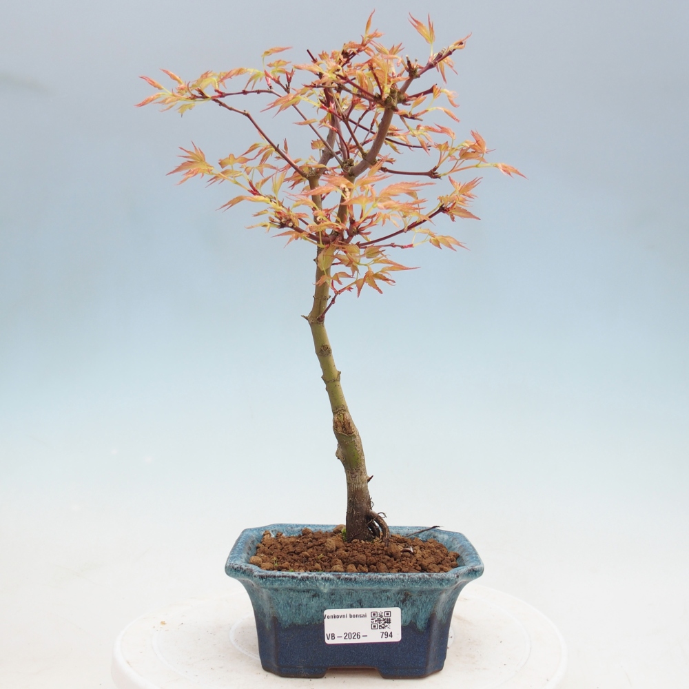 Acero norvegese - Acer palmatum Beni Tsukasa