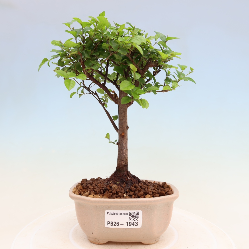 Camera bonsai - Sageretia thea - Sageretia thea