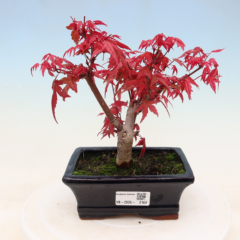Bonsai da esterno - Acer palmatum DESHOJO