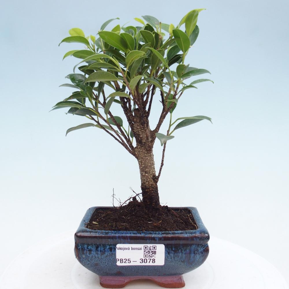 Camera bonsai Ficus retusa kimmen