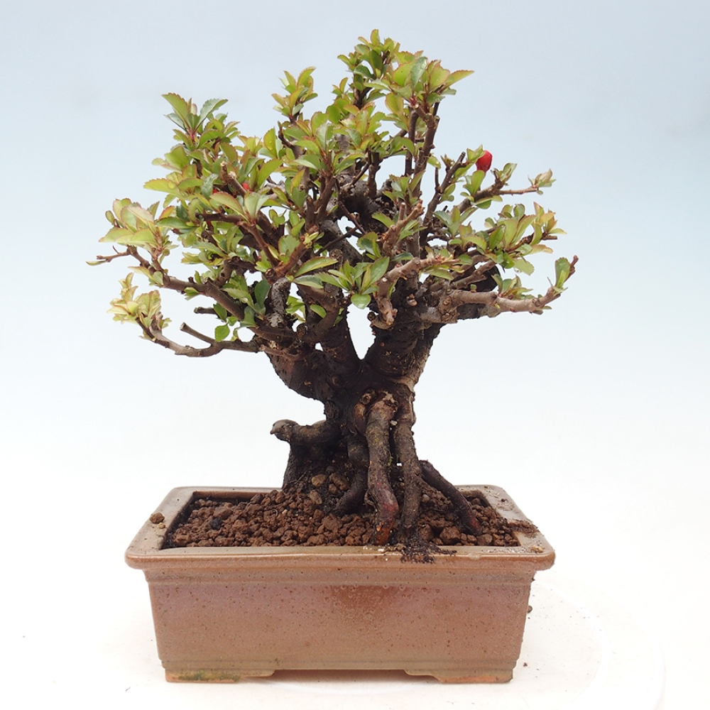 Bonsai da esterno - Chaneomeles speciosa - Cotogno