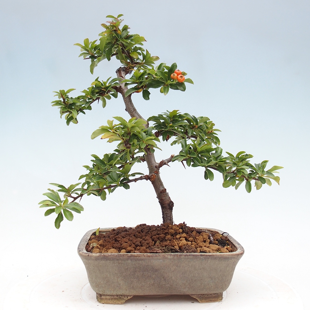 Bonsai da esterno-Pyracantha Teton -Hlox