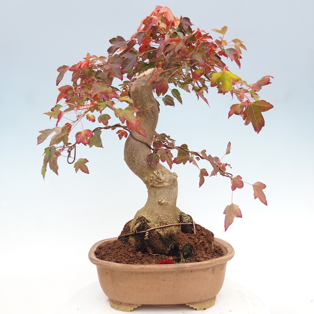 Bonsai da esterno - Acer Buergerianum - Acero di Burger