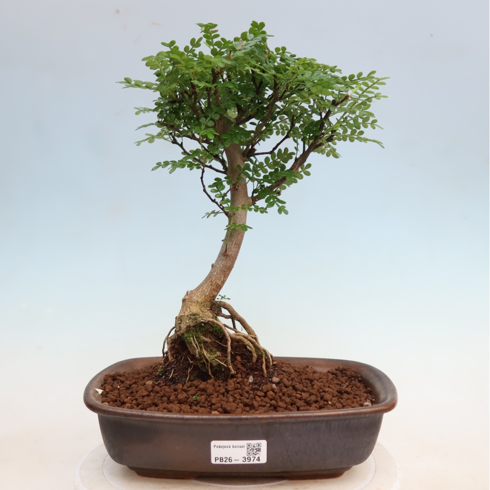 Camera bonsai - Zantoxylum piperitum - albero del pepe