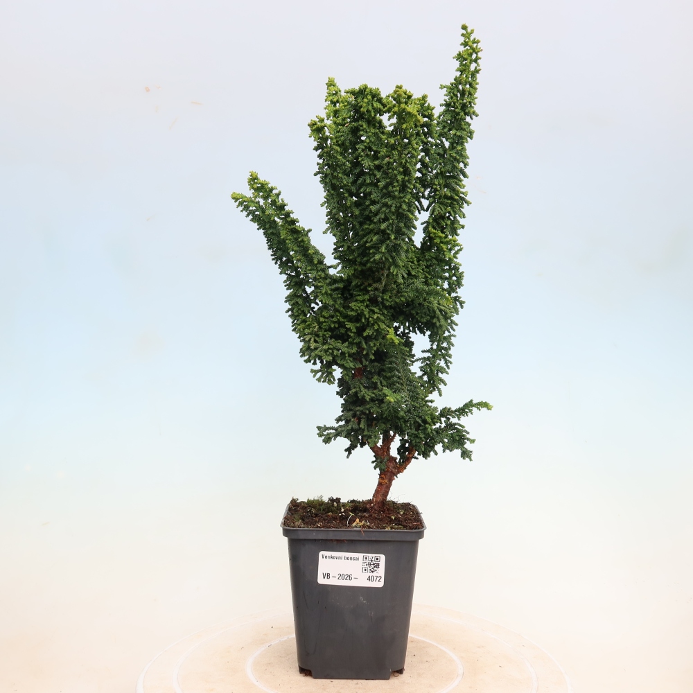 Bonsai da esterno - Cham. obtusa SEKKA HINOKI - Cipresso