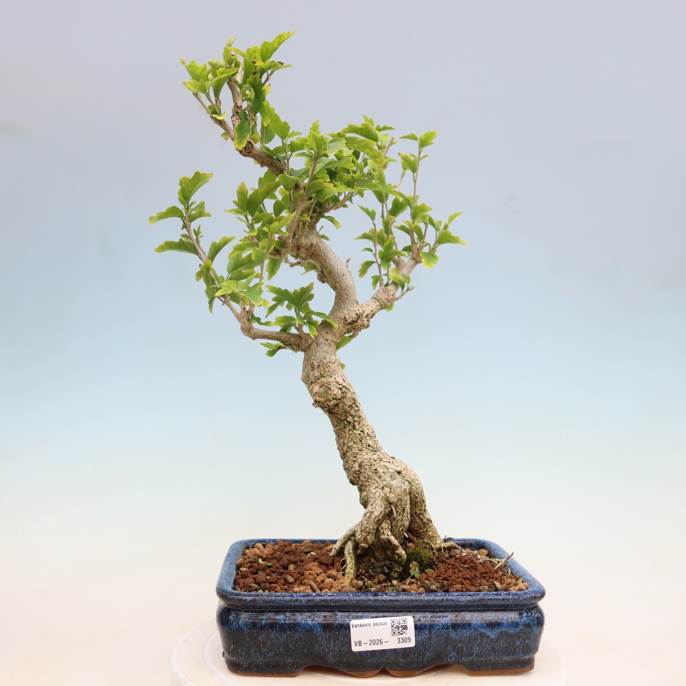 Bonsai da esterno - Hibiscus syriacus - Ibisco siriano