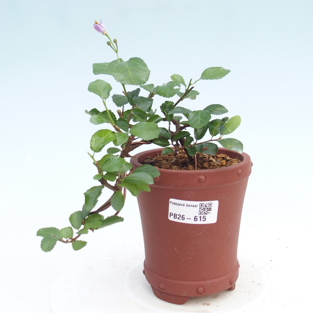 Bonsai da interno - Grewia occidentalis - Stella marina della lavanda