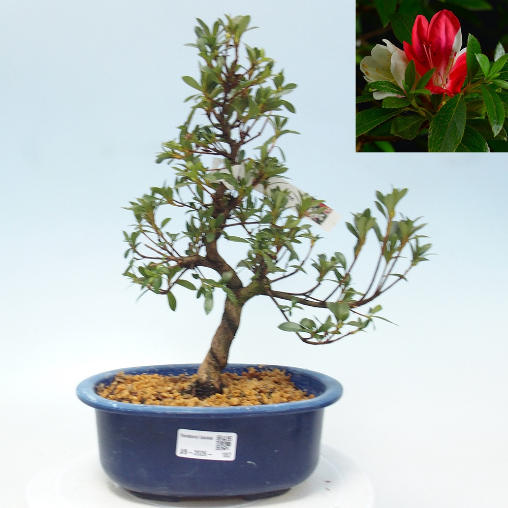 Bonsai da esterno - Azalea giapponese - Azalea Senhime