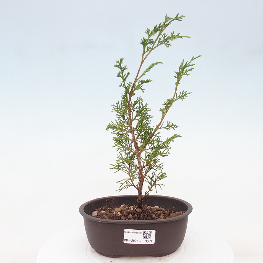 Bonsai da esterno - Juniperus chinensis Itoigawa