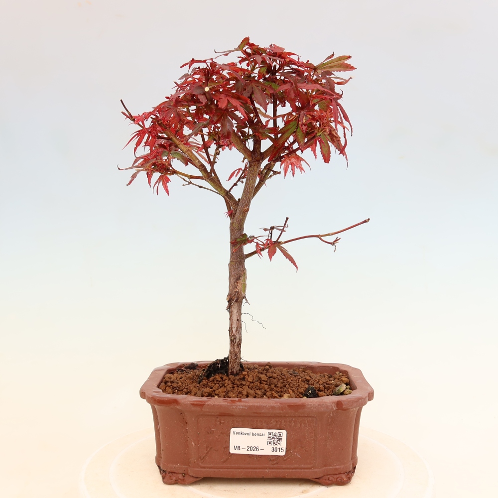 Bonsai da esterno - Acero palmatum - Acer palmatum Berry Broom 