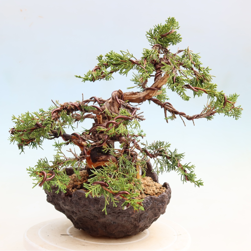 Bonsai da esterno - Juniperus chinensis Itoigawa-Juniperus chinensis
