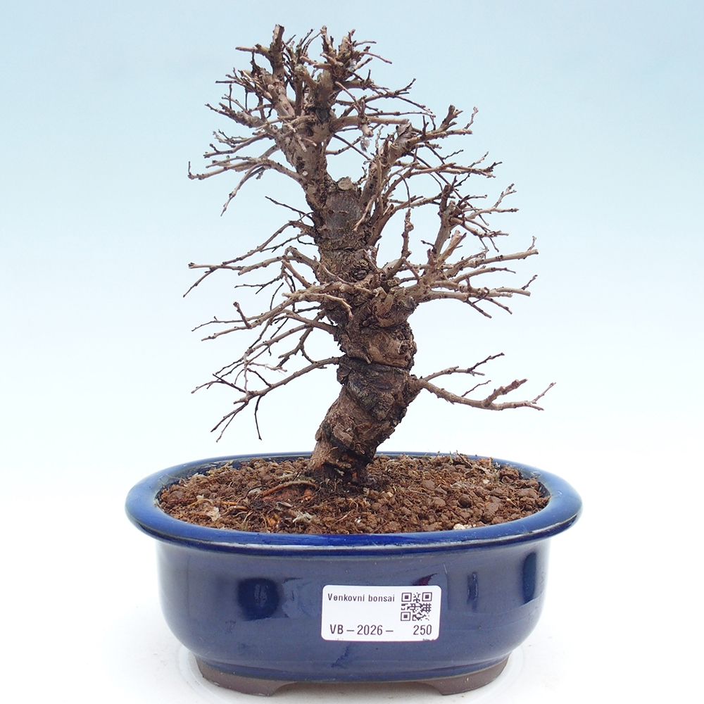 Bonsai da esterno - Zelkova - Zelkova NIRE