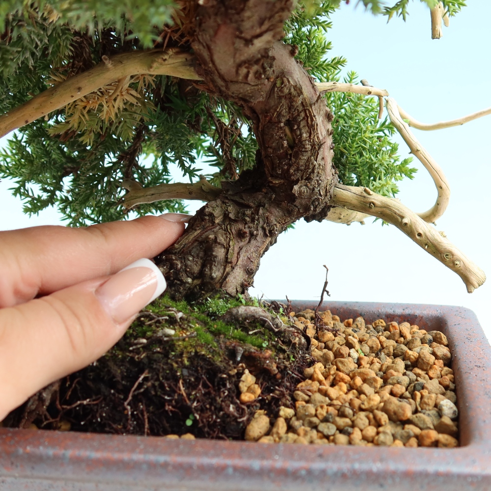 Bonsai da esterno - Juniperus procumbens - Juniperus procumbens