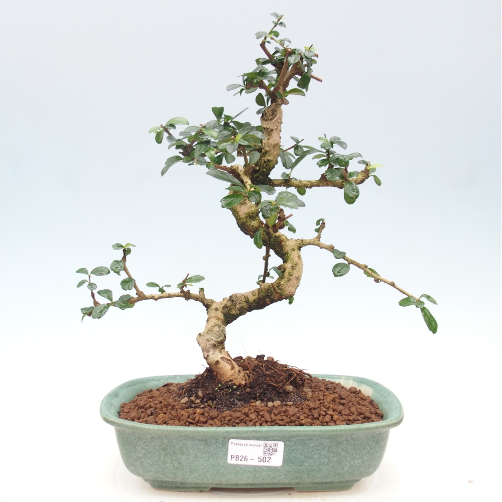 Camera bonsai - Carmona macrophylla - Tea fuki