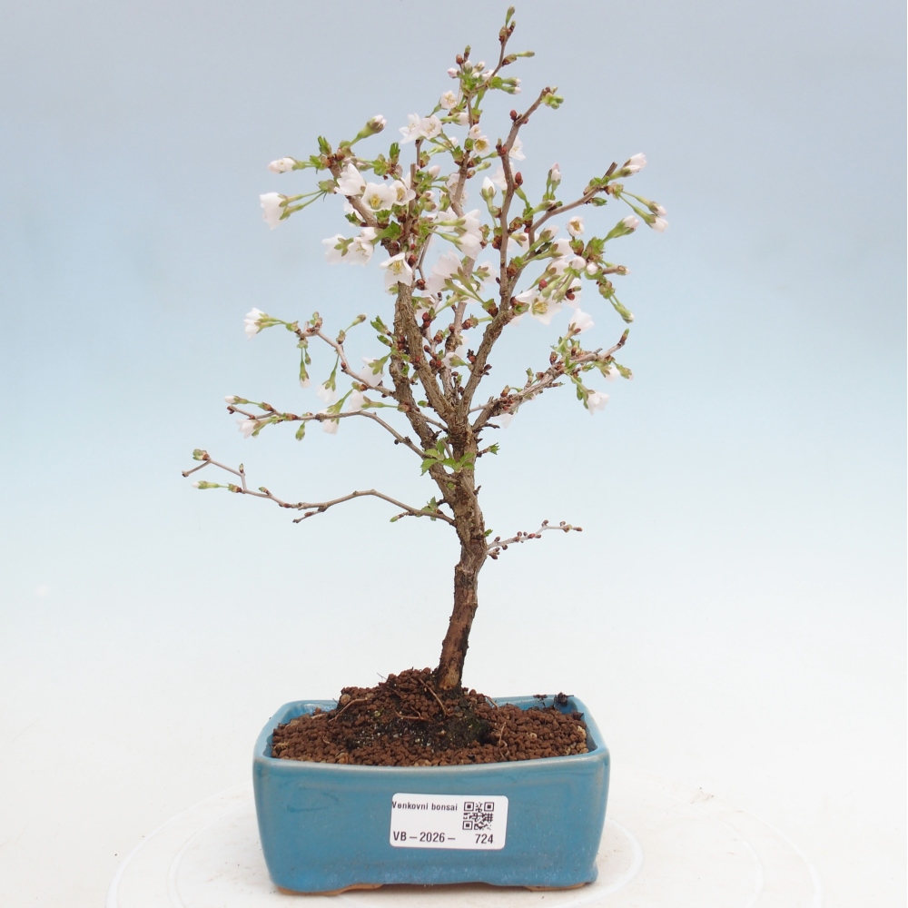 Bonsai da esterno - Prunus incisa Kojou-no mai-Plivon ritagliato
