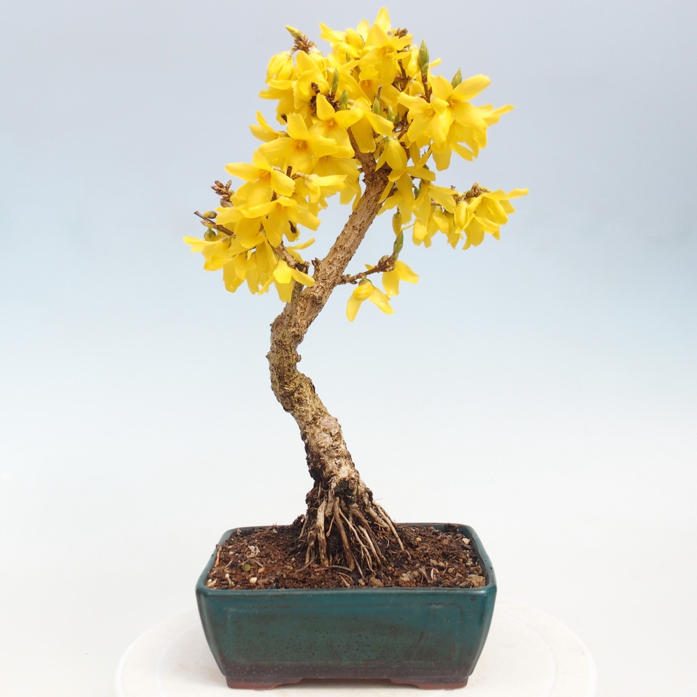 Bonsai da esterno - Zlatice - Forsythia intermedia
