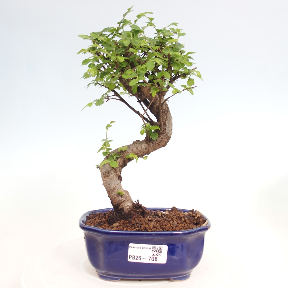 Camera bonsai - Ulmus parvifolia - Olmo a foglie piccole