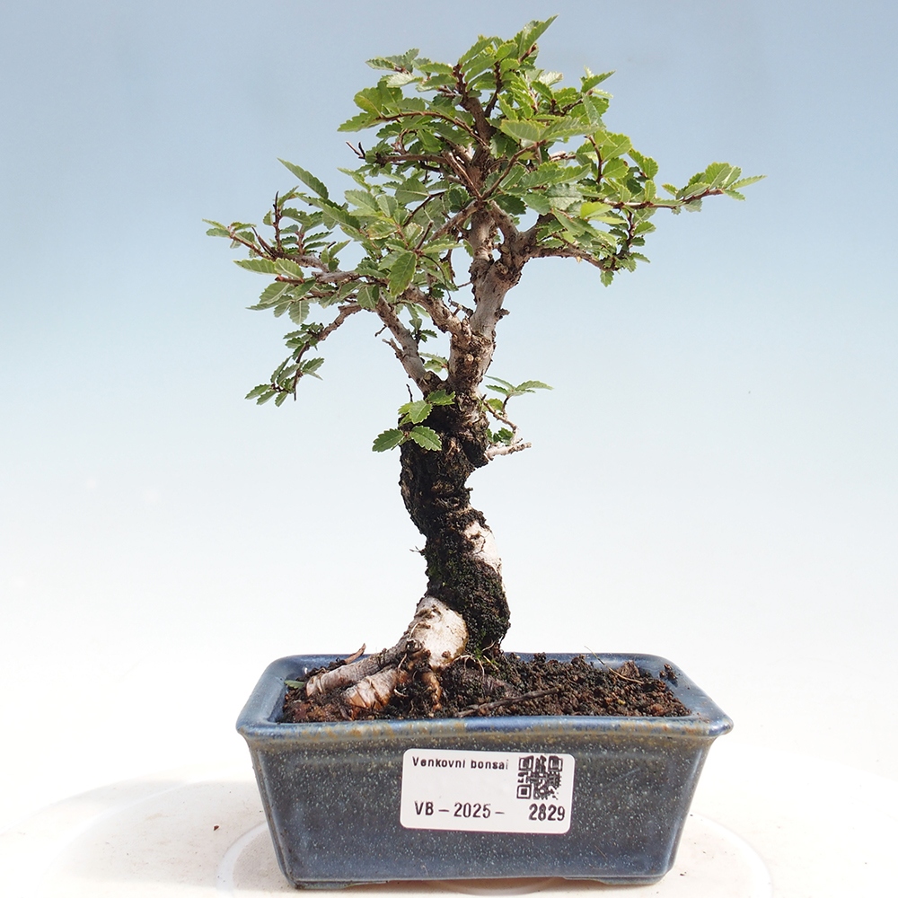 Bonsai da esterno - Zelkova - Zelkova NIRE