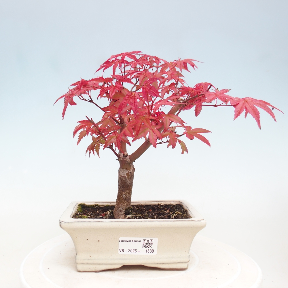 Bonsai da esterno - Acer palmatum DESHOJO