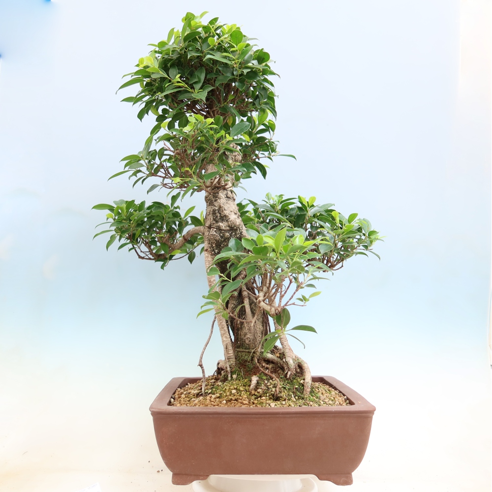 Camera bonsai - Ficus kimmen - ficus a foglie piccole
