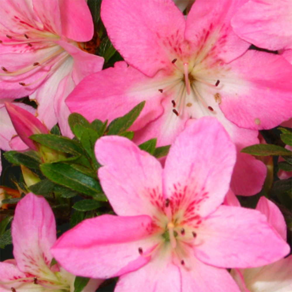 Bonsai da esterno - Azalea giapponese - Azalea Nasuno