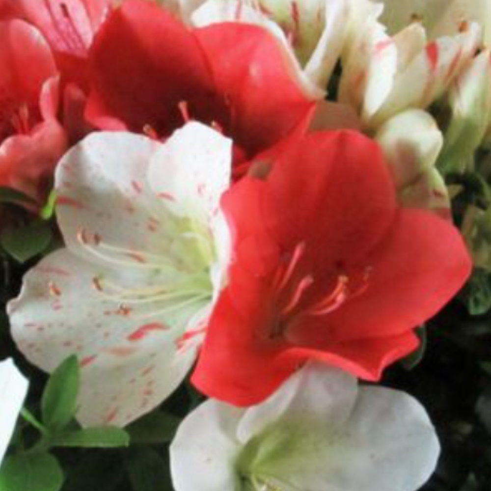 Bonsai da esterno - Azalea giapponese - Azalea Asahi-no-izumi