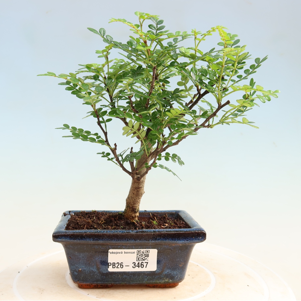Camera bonsai - Zantoxylum piperitum - albero del pepe