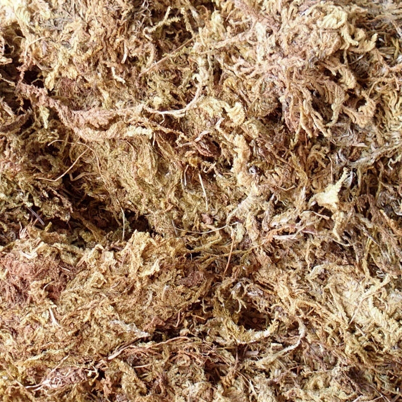 Bryophyta - muschio 5 kg