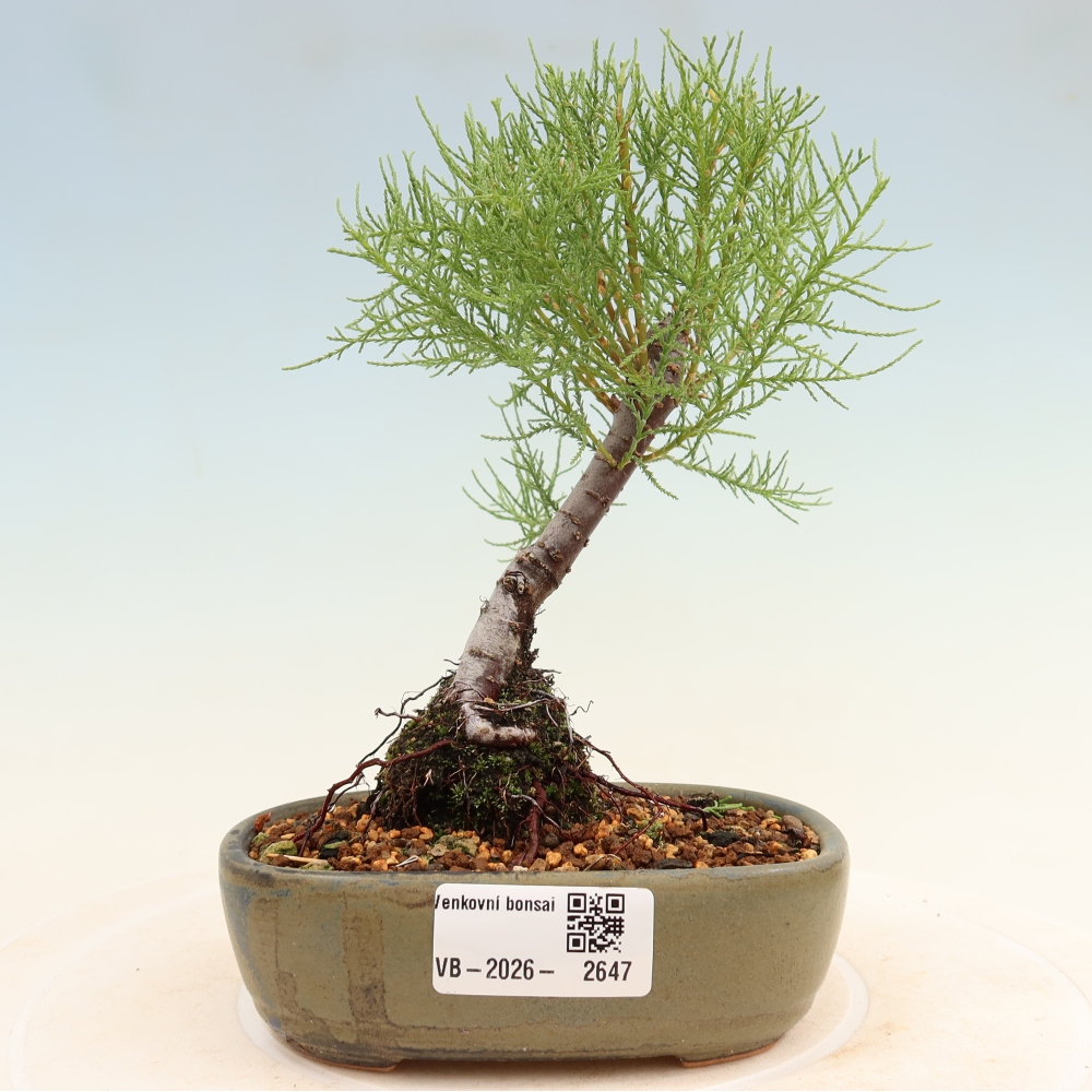Bonsai da esterno - Tamarisco - Tamarix