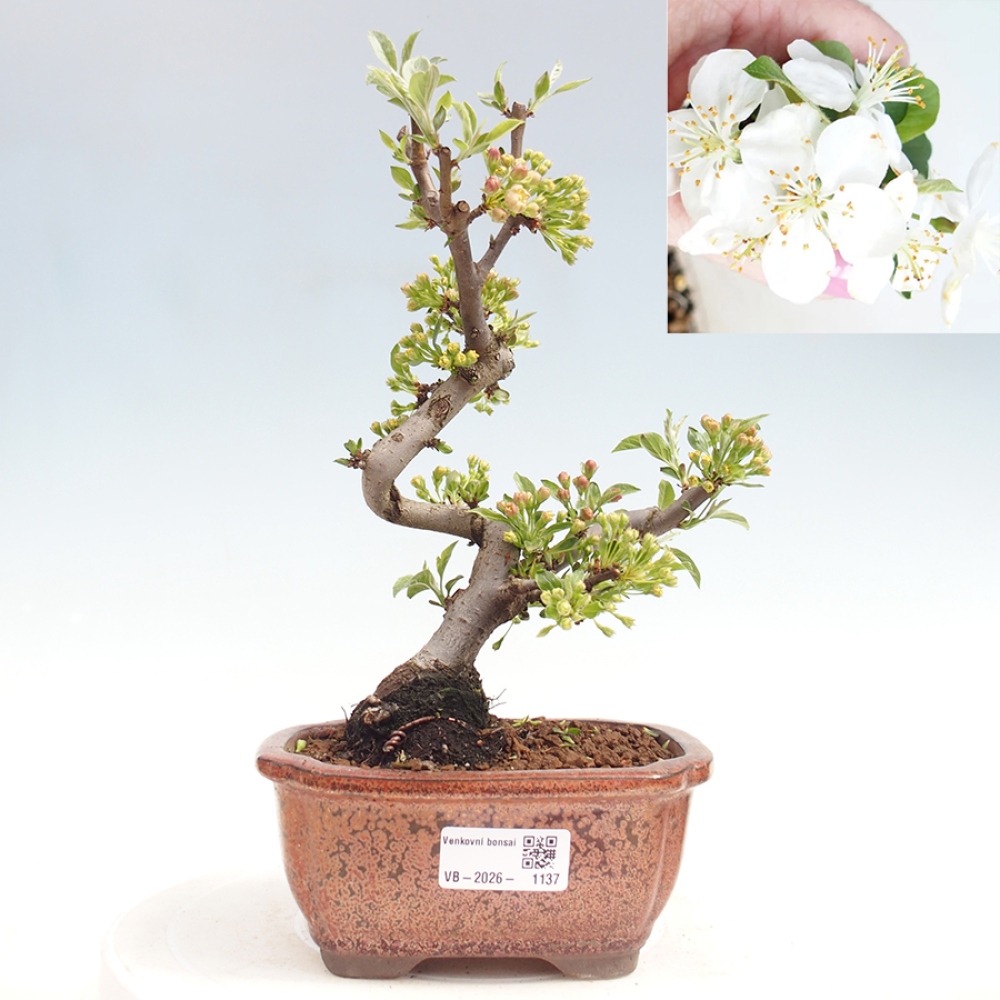 Bonsai da esterno - Malus sargentii - Melo a frutto piccolo