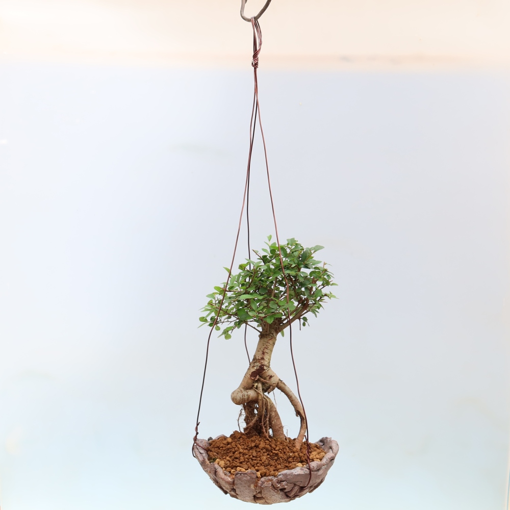 Kokedama in ceramica -Ulmus parvifolia- olmo a foglie piccole