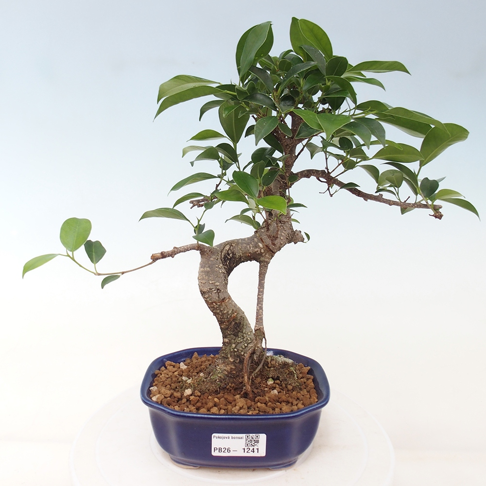 Camera bonsai - Ficus retusa - ficus a foglie piccole
