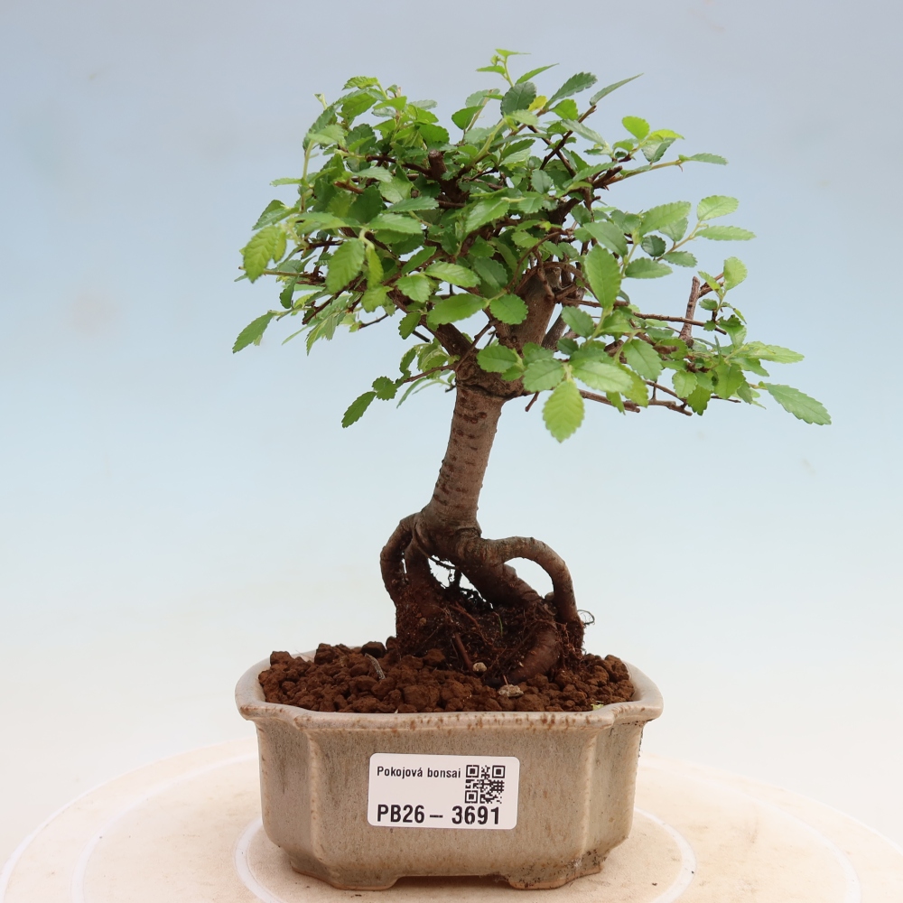 Camera bonsai - Ulmus parvifolia - Olmo a foglie piccole