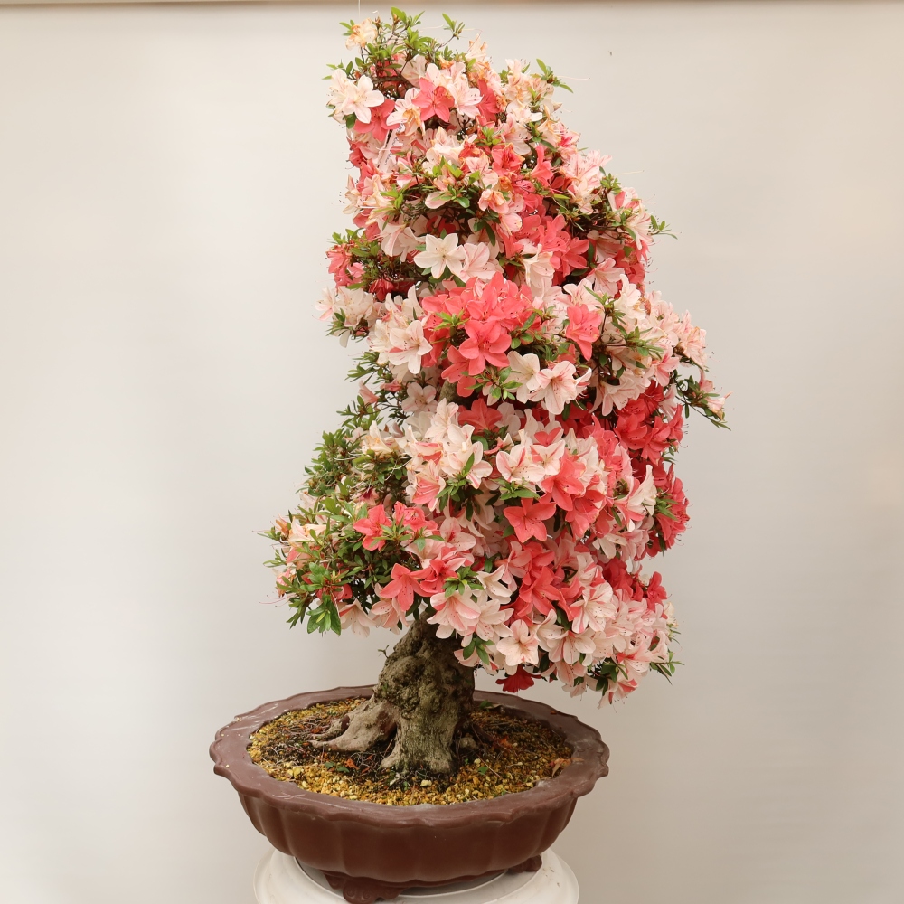 Bonsai da esterno - Azalea giapponese - Azalea Kinu-no-Hikari