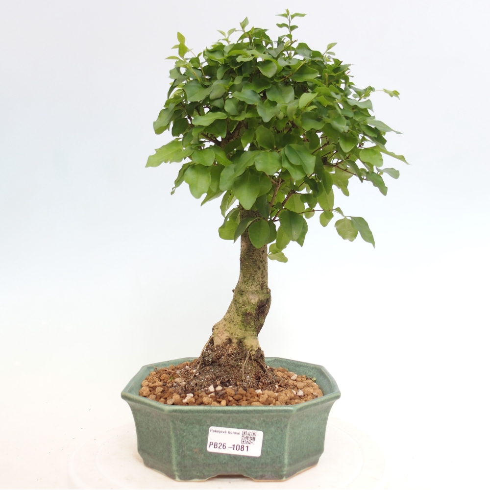 Camera bonsai -Ligustrum chinensis - Becco d'uccello