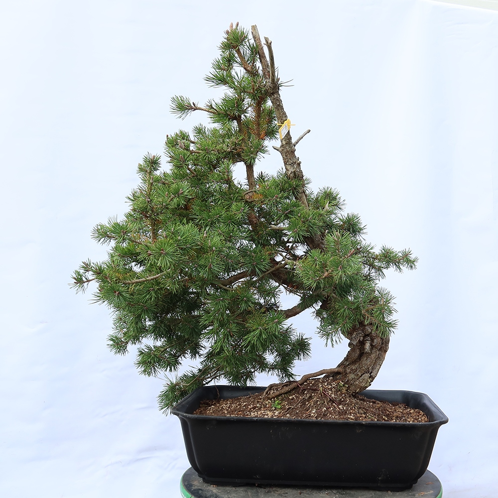 Pinus sylvestris Spagna - pino silvestre