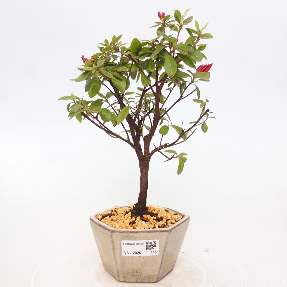 Bonsai da esterno - Azalea giapponese - Azalea sp.