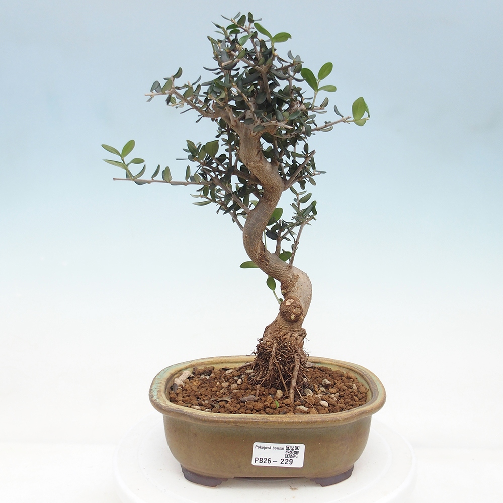Bonsai da interno - Olea europaea sylvestris