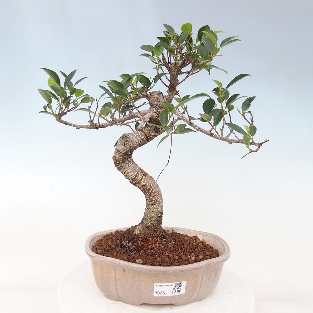 Camera bonsai - Ficus retusa - ficus a foglie piccole