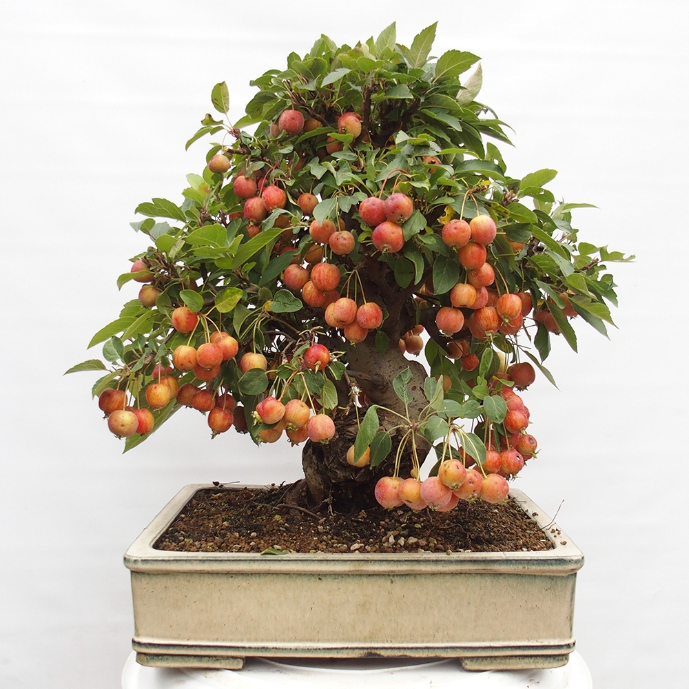 Bonsai da esterno -Malus halliana - Melo a frutto piccolo