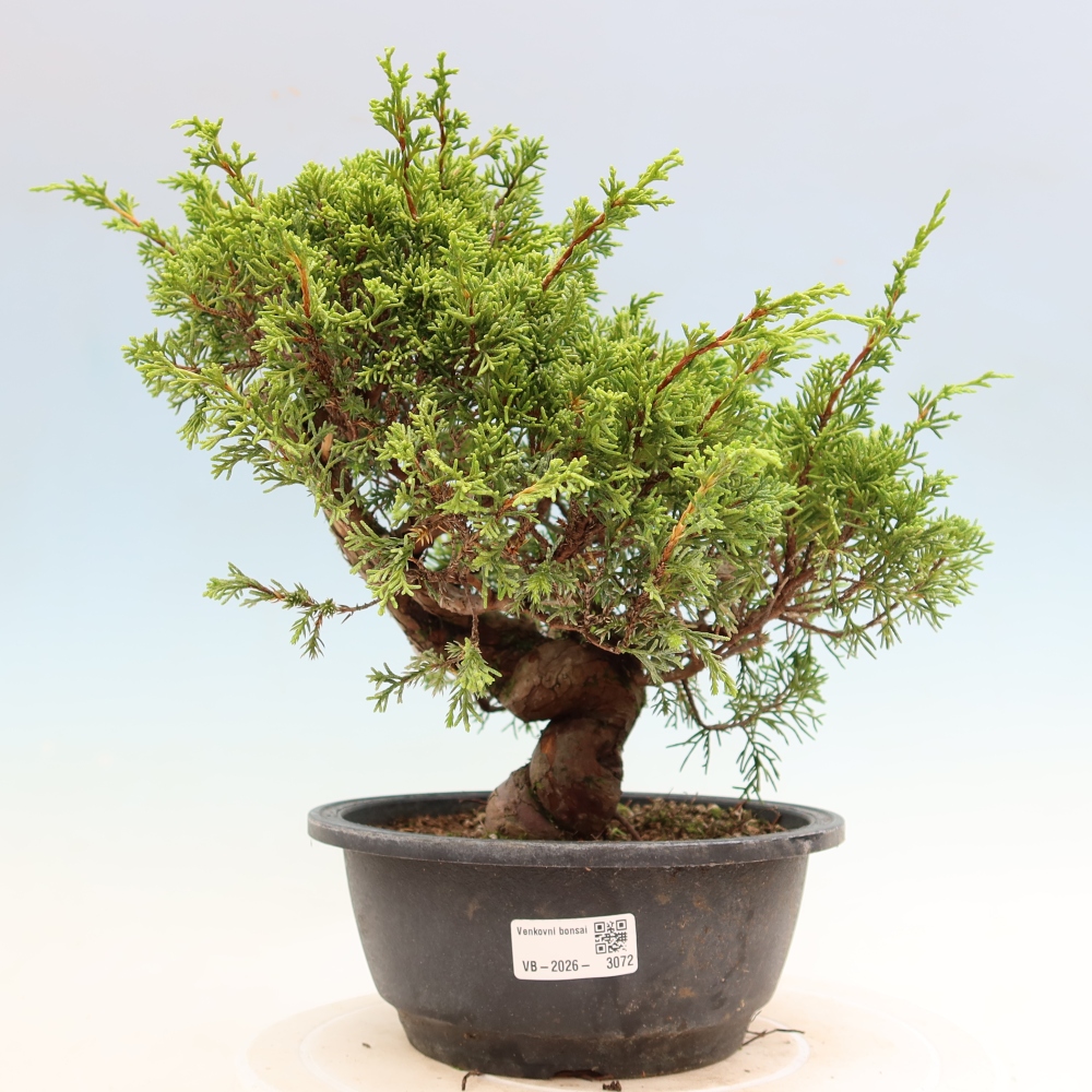 Bonsai da esterno - Juniperus chinensis Itoigawa-Juniperus chinensis