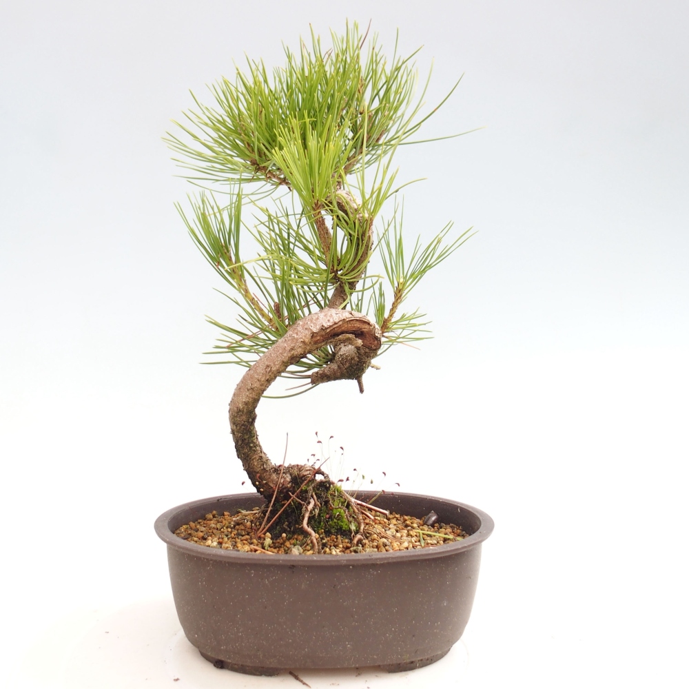 Bonsai da esterno - Pinus thunbergii - Pino di Thunberg