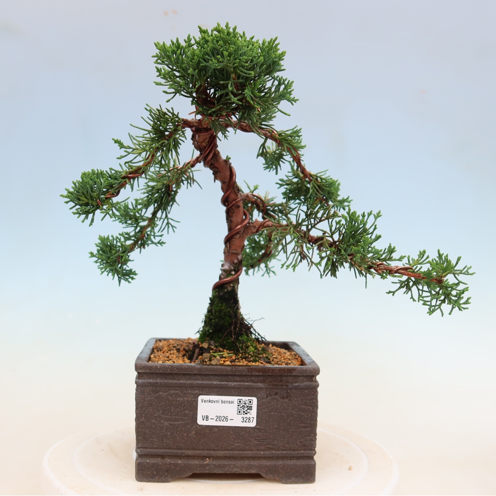 Bonsai da esterno - Juniperus chinensis Kishu