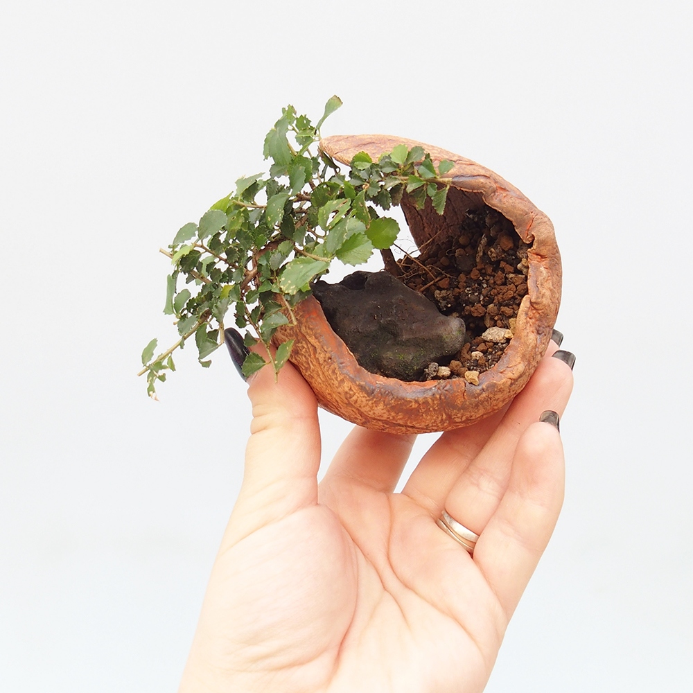 Camera bonsai - Grewia sp. - Grewia malafolia