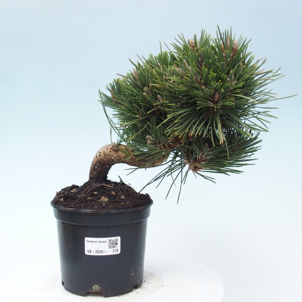Bonsai da esterno - Pinus thunbergii senjyumaru - Pino di Thunberg