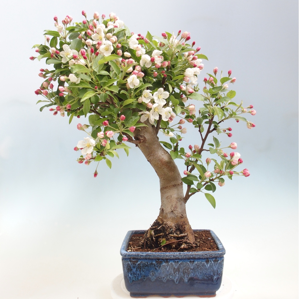 Bonsai da esterno -Malus halliana - Melo a frutto piccolo
