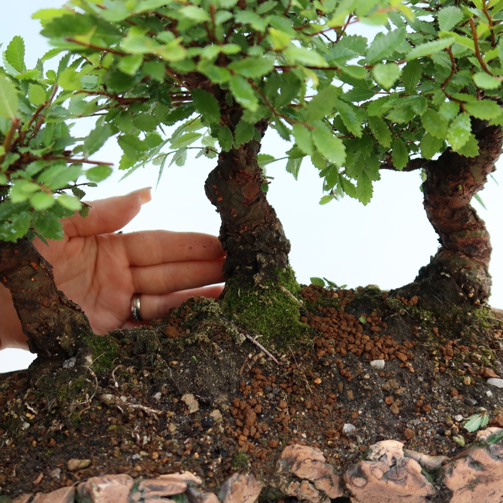 Bonsai da esterno - Zelkova - Zelkova NIRE - boschetto